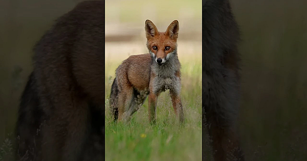 Hot Birds: Pheasants, Foxes & Saltwater Fishing | Fieldsports Britain
