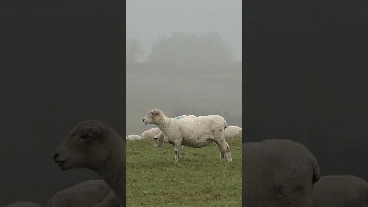 Ollie Williams At The Ridgeway  #fieldsportsbritain