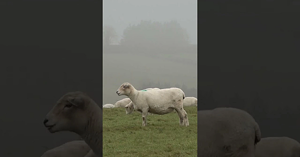 Ollie Williams At The Ridgeway  #fieldsportsbritain