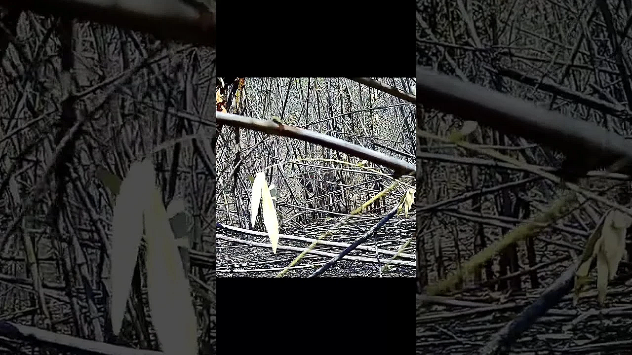 #poaching Snares Are Not Selective, They Catch Anything. Maimed Animals Are Left To Suffer.