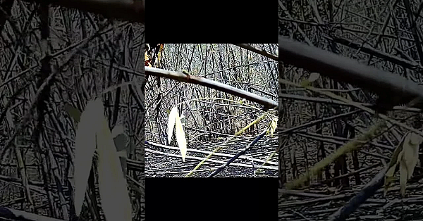 #poaching Snares Are Not Selective, They Catch Anything. Maimed Animals Are Left To Suffer.