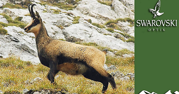 Chamois With Swarovski