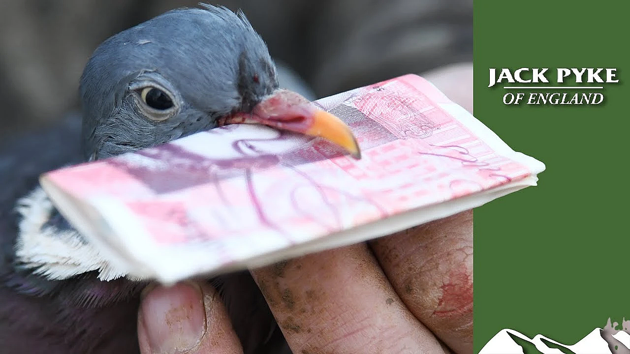 What Do Pigeons Cost Farmers?