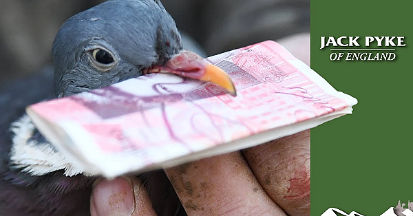 What Do Pigeons Cost Farmers?