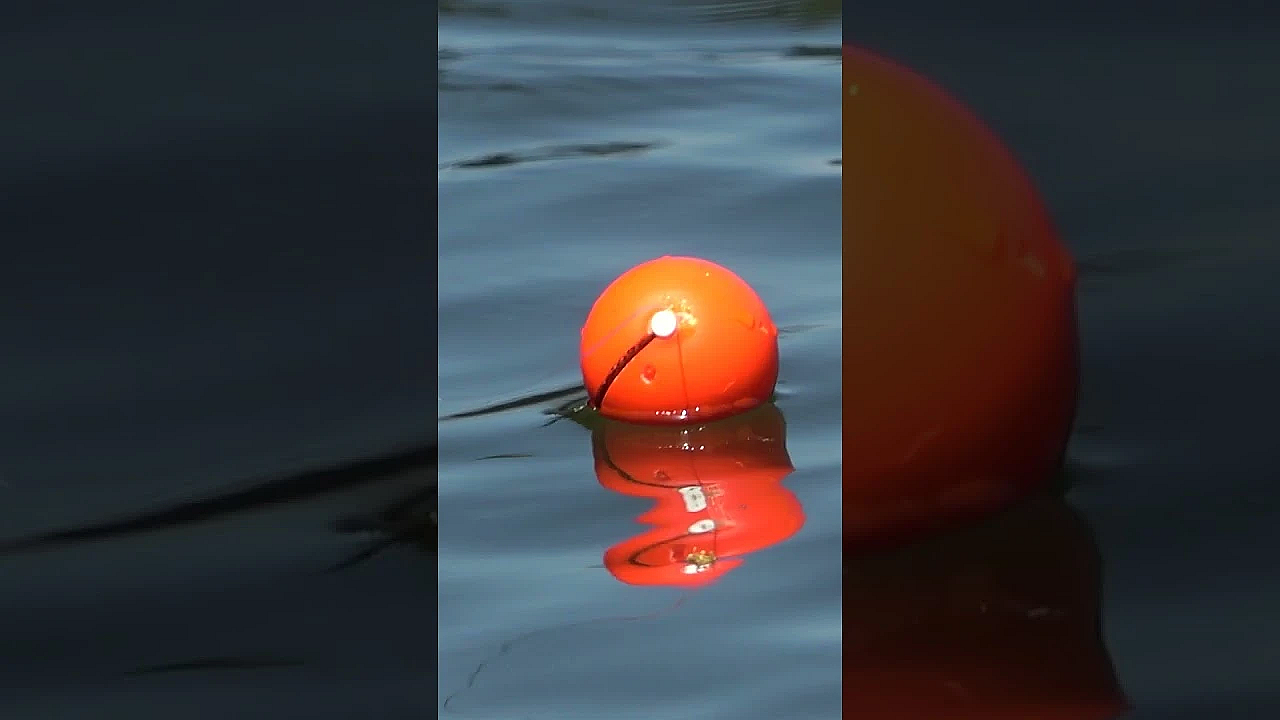 We’re Dropping Deadbait, Maggots And Lures Into The River Thames In South-west London.