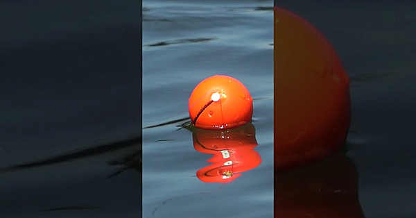 We’re Dropping Deadbait, Maggots And Lures Into The River Thames In South-west London.