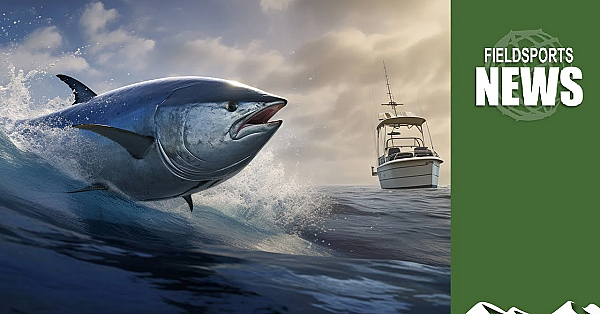 Bluefin Fun: Uk Tuna Sport Fishing Opens For Business