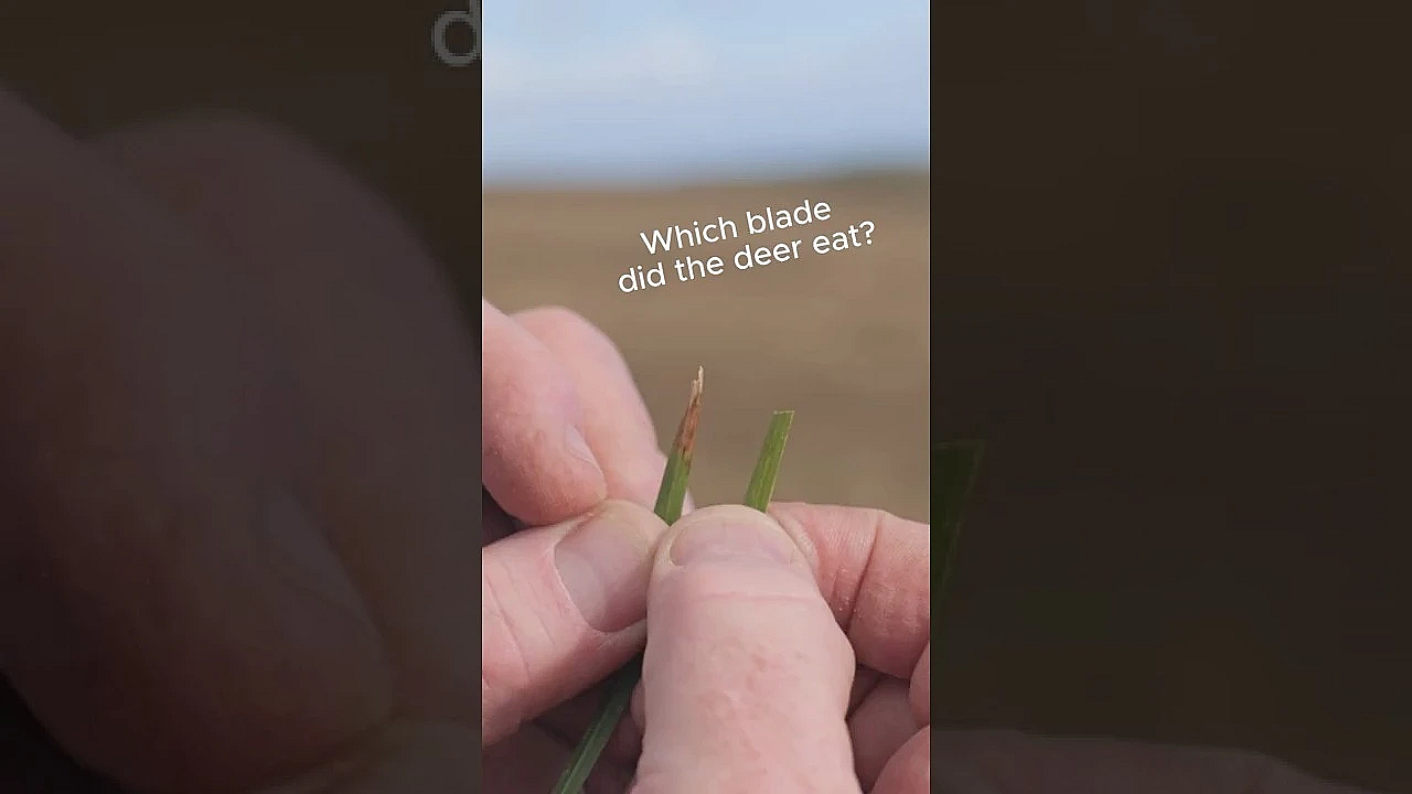 Which Blade Did The Deer Eat? #reddeer #isleofmull #steelaction #deerstalking #scottishhunting