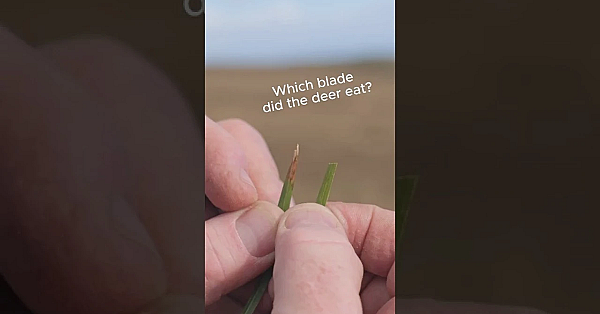 Which Blade Did The Deer Eat? #reddeer #isleofmull #steelaction #deerstalking #scottishhunting