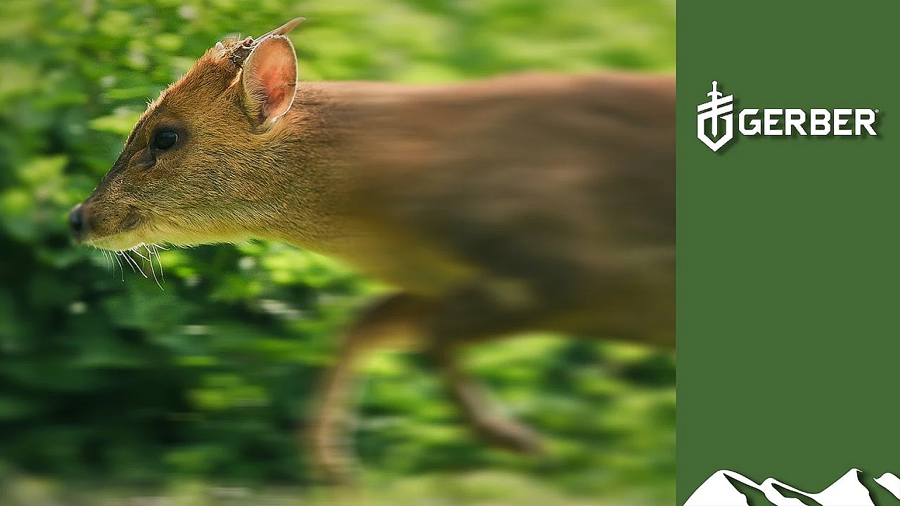 Shooting Running Muntjac With An Aimpoint