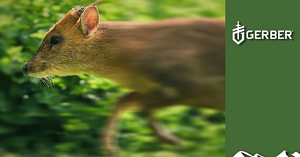 Shooting Running Muntjac With An Aimpoint