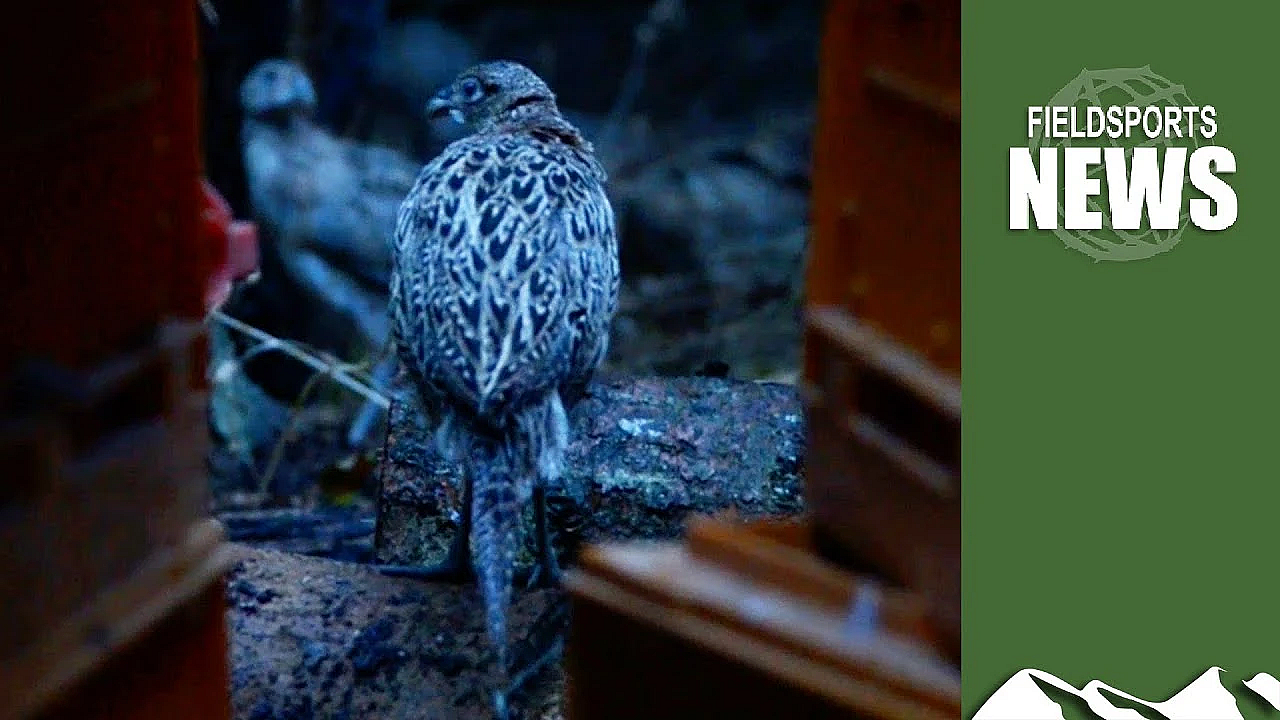 Pheasant Poult Prices, As We Come Out Of Lockdown