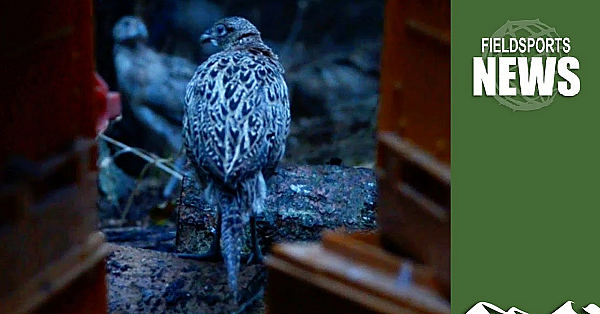 Pheasant Poult Prices, As We Come Out Of Lockdown