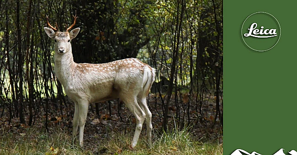 Hunting The Start Of The Fallow Rut
