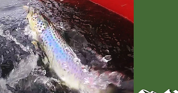 'flyakara' - Kayak Tenkara On An English Tarn