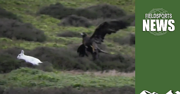 How To Save Eagle Falconry In Scotland