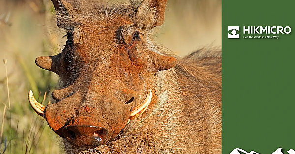 Warthog Shopping + Hanging Out For A Hyena