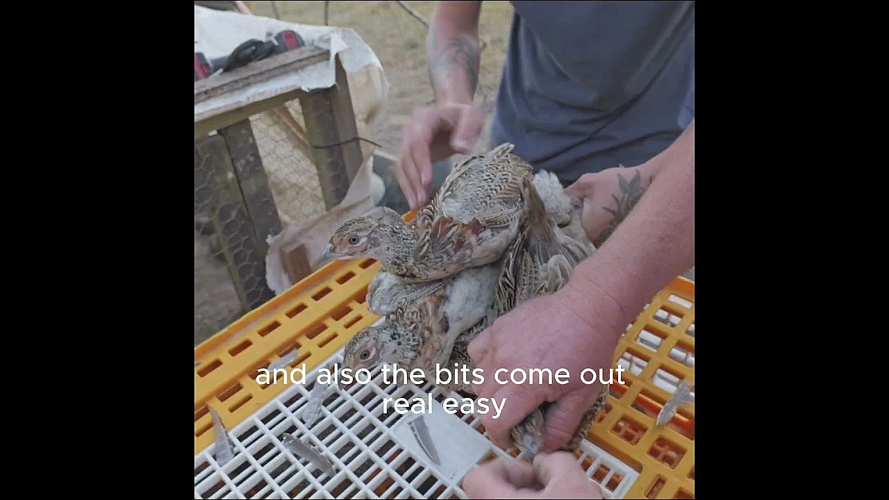 Why Do Gamekeepers Clip Pheasant Wings Before Release?