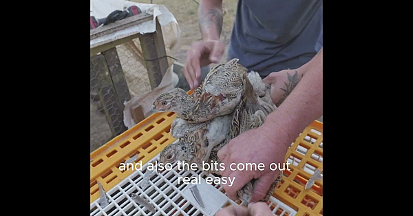 Why Do Gamekeepers Clip Pheasant Wings Before Release?