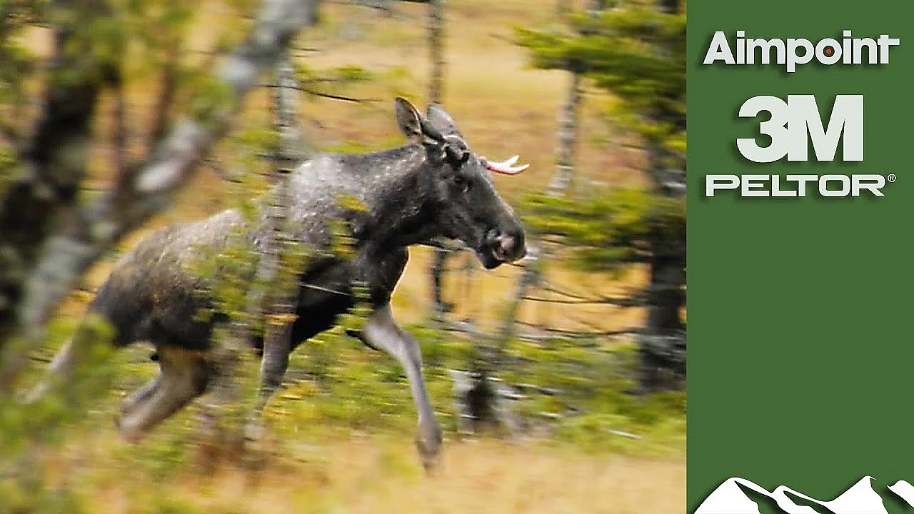 Majestic Swedish Moose Hunt