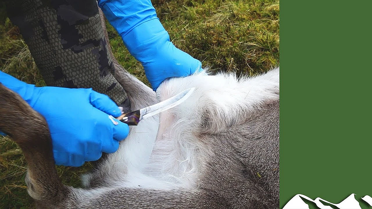 Gralloching A Deer, Start To Finish, With Jason Doyle