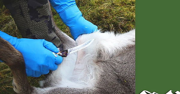 Gralloching A Deer, Start To Finish, With Jason Doyle