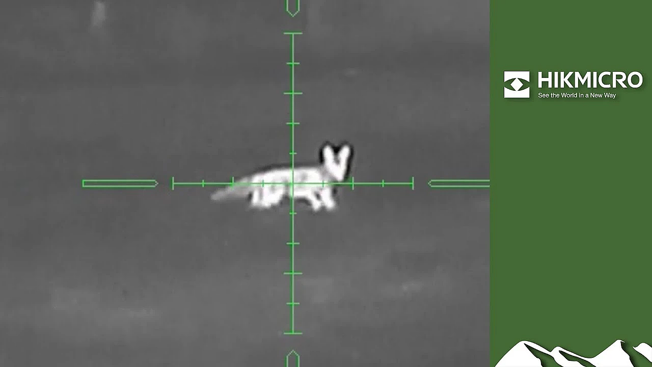 Game Bird Patrol: Summer Solstice Fox Stalking