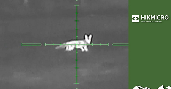 Game Bird Patrol: Summer Solstice Fox Stalking