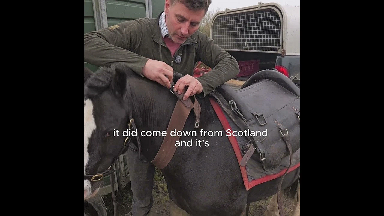 The Garron Saddle Explained . . . From Scottish History To Sussex Countryside.