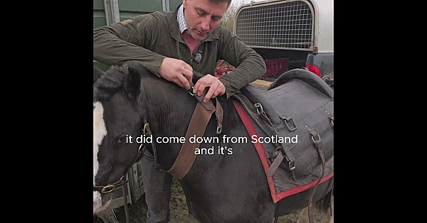 The Garron Saddle Explained . . . From Scottish History To Sussex Countryside.