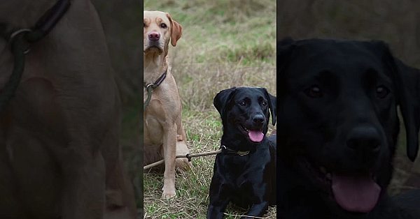 Superb Aikengall Partridges  #fieldsportsbritain