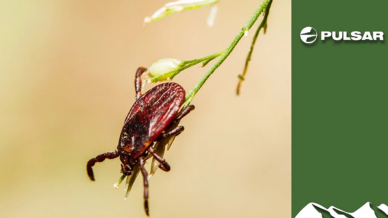 How Deerstalkers Avoid Ticks