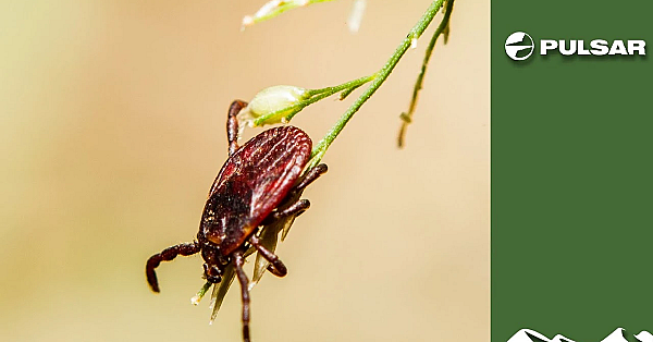 How Deerstalkers Avoid Ticks