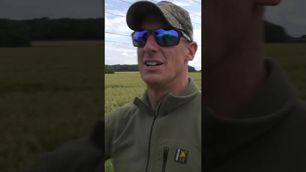 Paul Childerley Can't Make The Decision Where To Hide. #pigeonshooting #shotgun