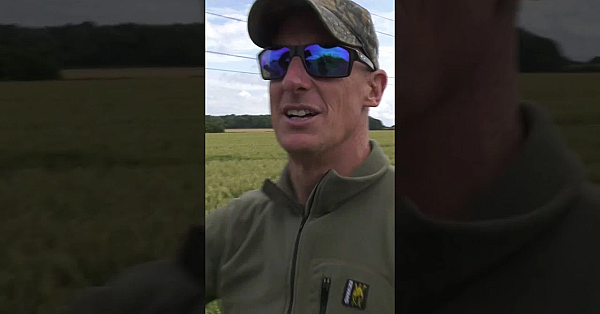 Paul Childerley Can't Make The Decision Where To Hide. #pigeonshooting #shotgun