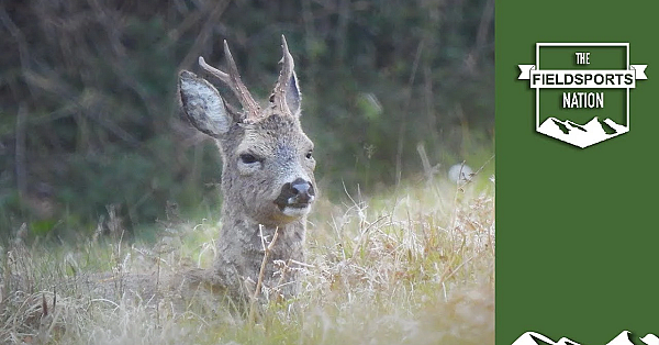 Roebuck Stalking Prize