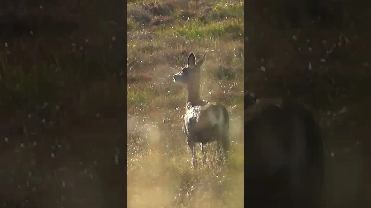 When The Stag Gets Away . . .