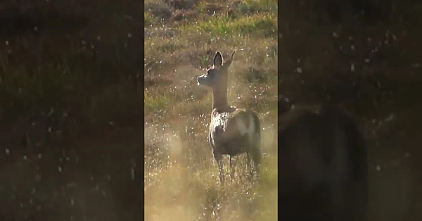 When The Stag Gets Away . . .