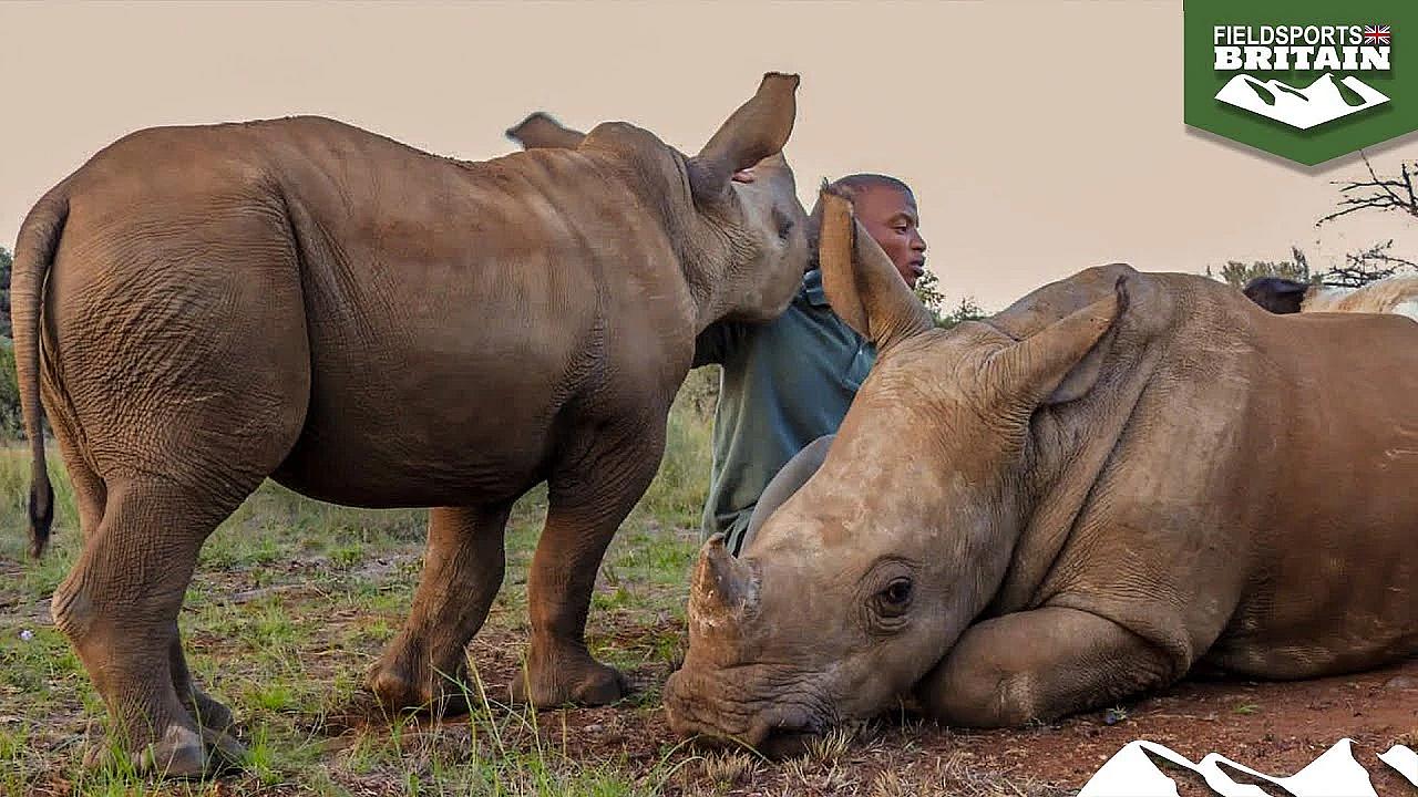 Is Prince Harry Sending 2,000 Rhinos To Their Deaths?
