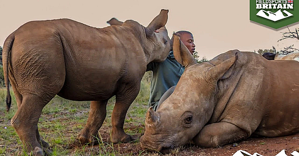 Is Prince Harry Sending 2,000 Rhinos To Their Deaths?