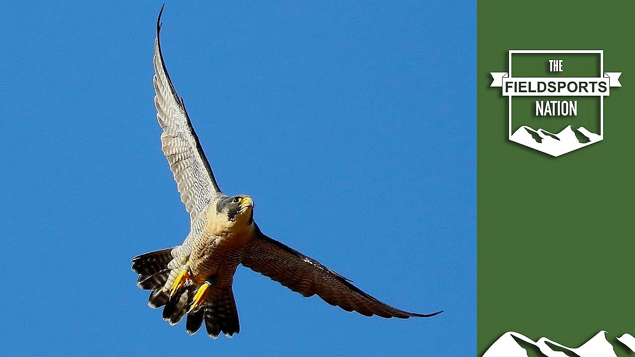 'shot' Peregrine Killed By Car