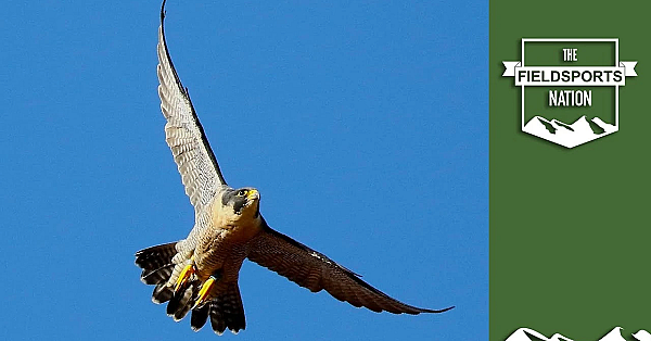 'shot' Peregrine Killed By Car