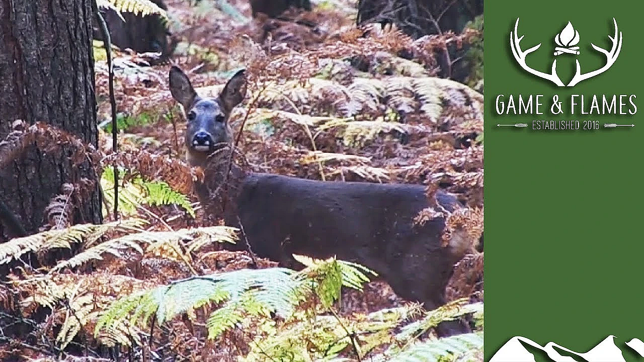 Deerstalking And Donating Venison