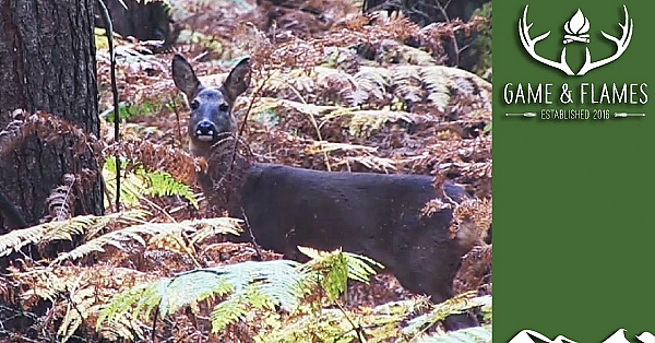 Deerstalking And Donating Venison