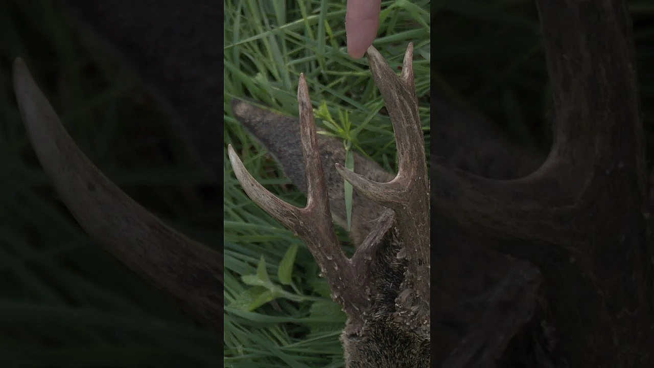 Lancashire Roebuck Stalk  #hunting
