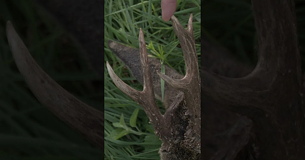 Lancashire Roebuck Stalk  #hunting