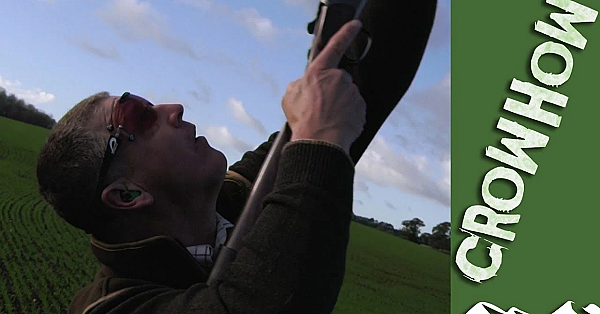 Crow Shoots Partridge In Bedfordshire