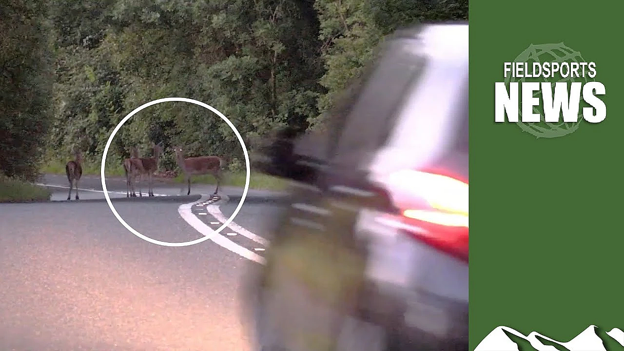 A Car Hits A Deer Every Seven Minutes In England