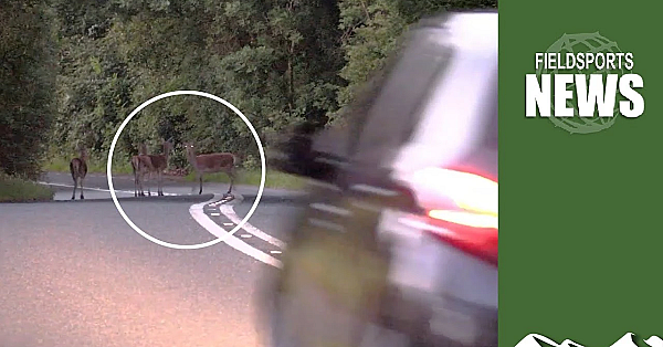 A Car Hits A Deer Every Seven Minutes In England