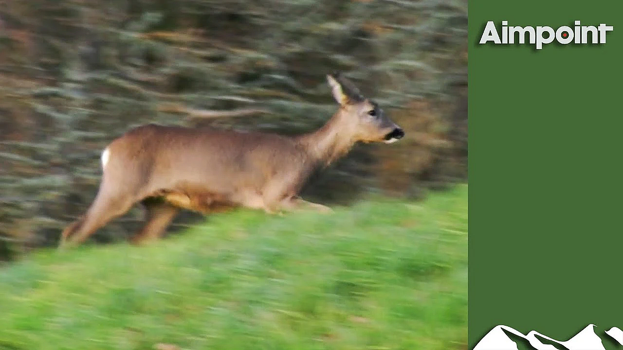 High-speed Driven Deer Hunt With Shotguns